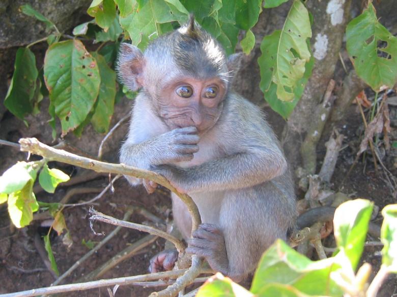 Free stock image of Wild Monkey created by Pixabay