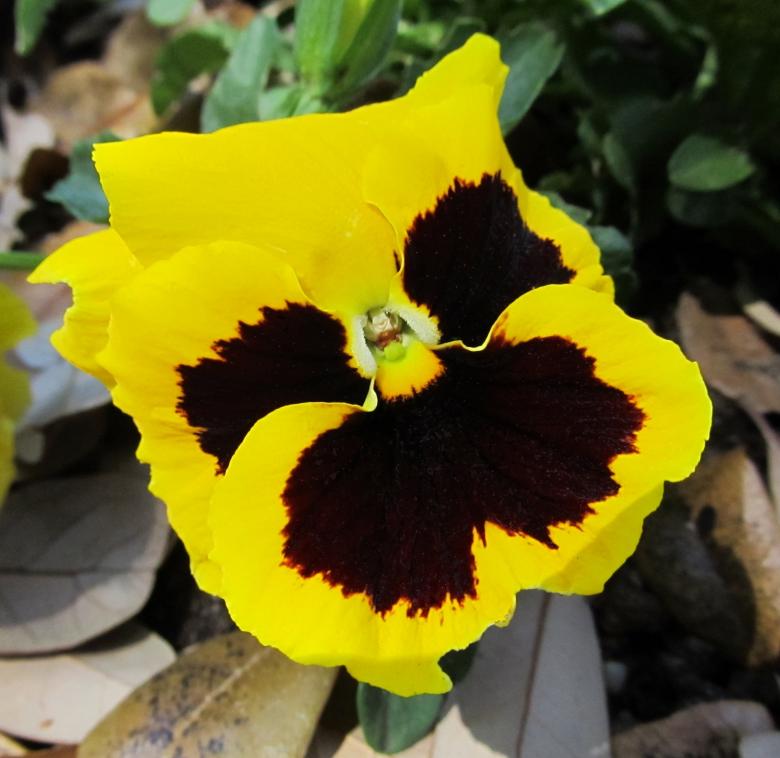 Free stock image of Fresh Pansy created by Pixabay