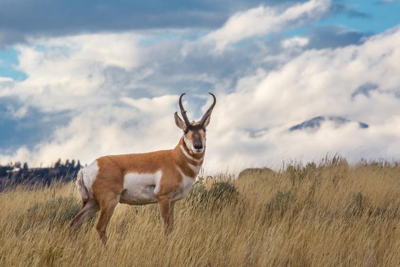 Free stock image of Wild Pronghorn created by Pixabay