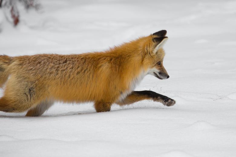 Free stock image of Red Fox created by Pixabay