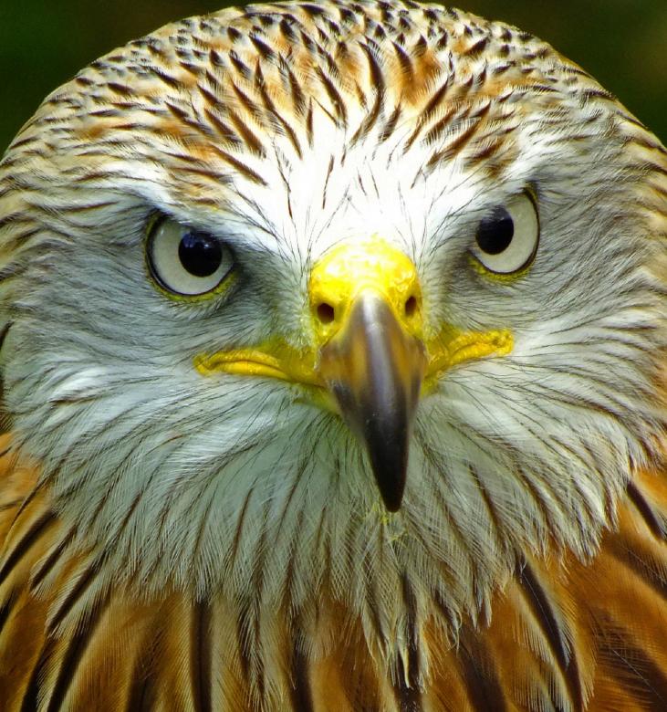 Free stock image of Red Kite created by Pixabay