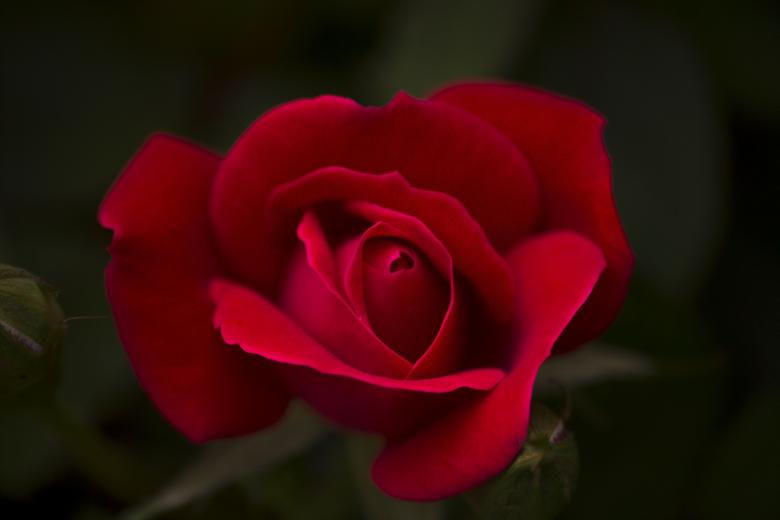 Free stock image of Red Rose created by Pixabay