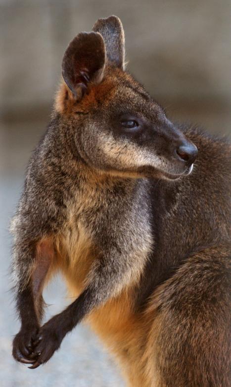 Free stock image of Swamp Wallaby created by Pixabay