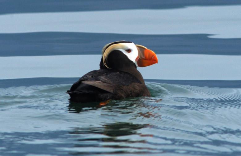 Free stock image of Tufted Puffin created by Pixabay