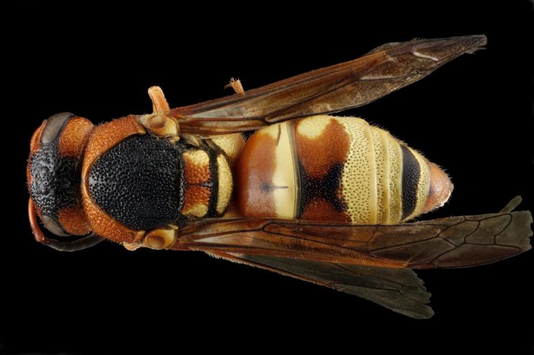 Free stock image of Wasp Closeup created by Pixabay