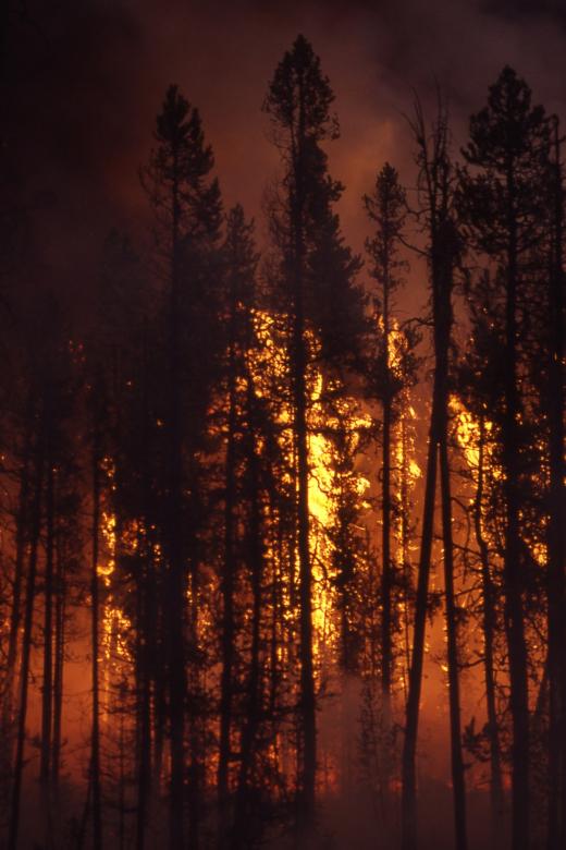 Free stock image of Wildfire in the Jungle created by Pixabay