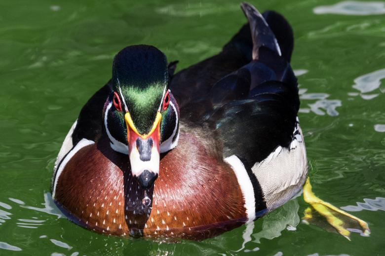 Free stock image of Duck Swimming created by Pixabay