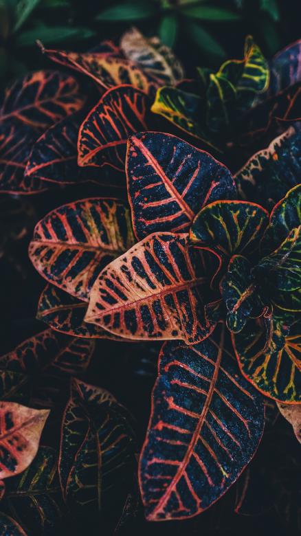 Free stock image of Wild Plant created by Yomar Gonzalez 