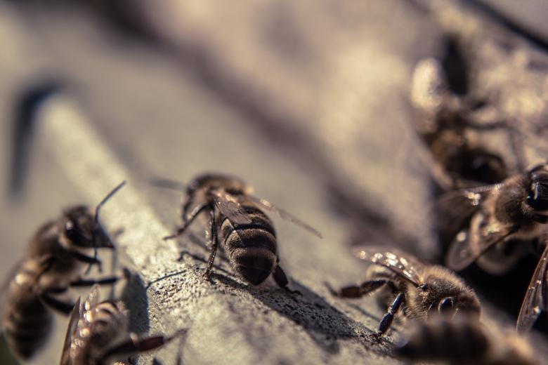 Free stock image of Bees closeup created by Alen