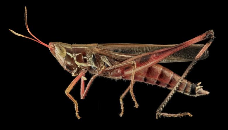 Free stock image of Admirable Grasshopper created by Pixabay