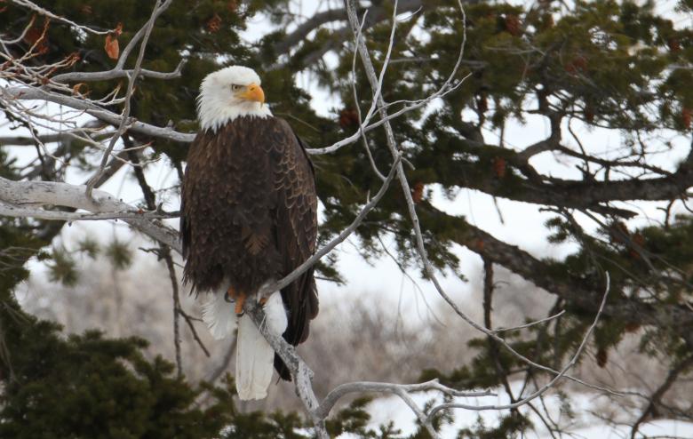 Free stock image of Bald Eagle created by Pixabay