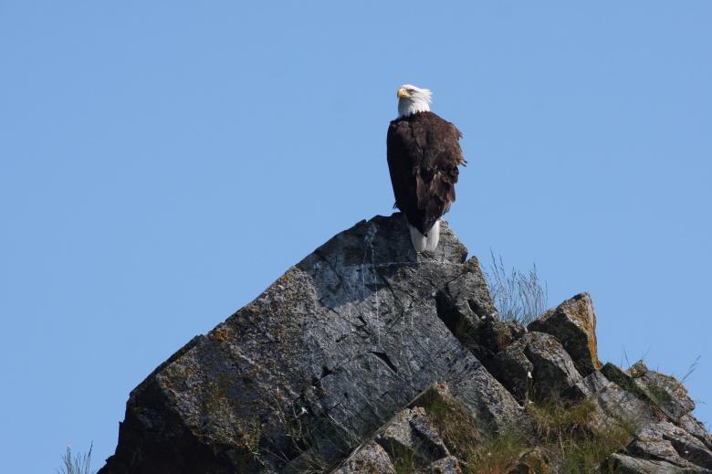 Free stock image of Bald Eagle created by Pixabay