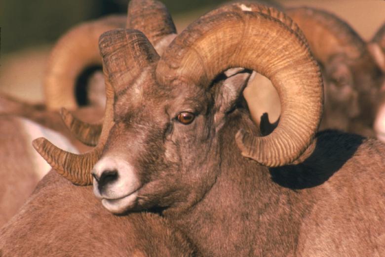 Free stock image of Bighorn Sheep created by Pixabay