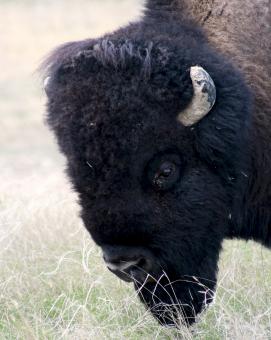 Wild Bison - Free Stock Photo