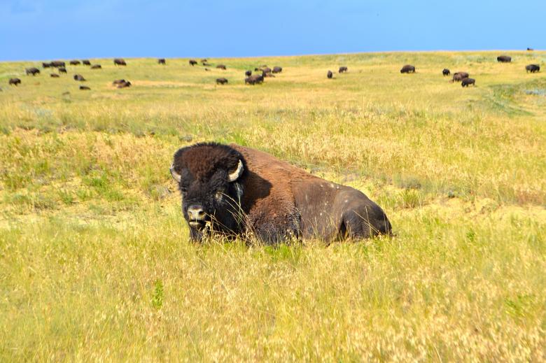 Free stock image of Wild Bison created by Pixabay
