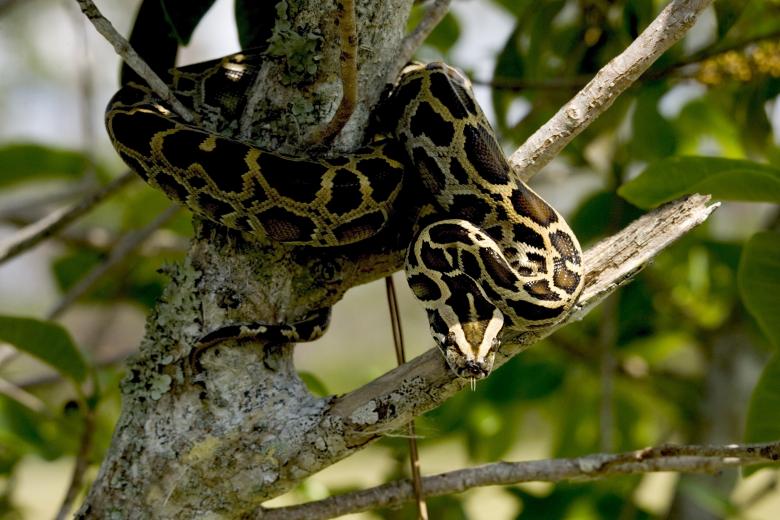Free stock image of Burmese Python created by Pixabay