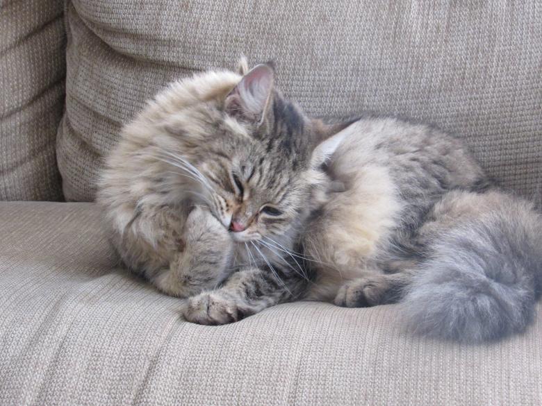Free stock image of Pet Cat created by Pixabay