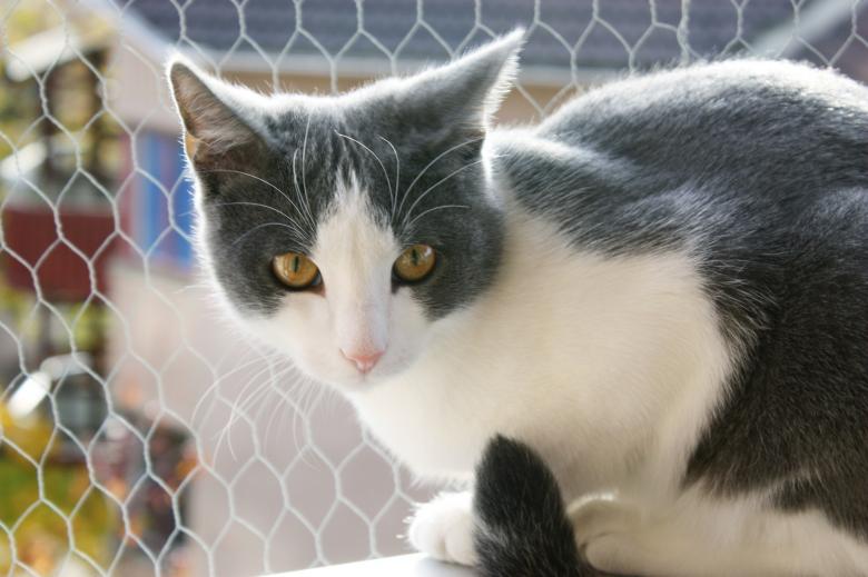 Free stock image of Pet Cat created by Pixabay