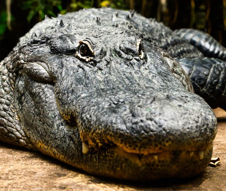 Free stock image of Saltwater Croc created by Pixabay