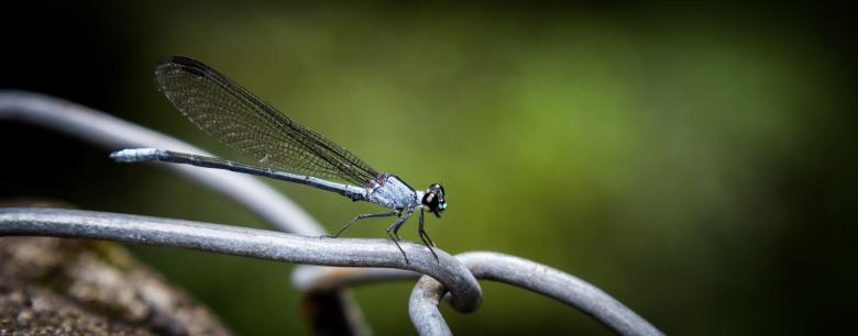 Free stock image of Damselfly created by Pixabay