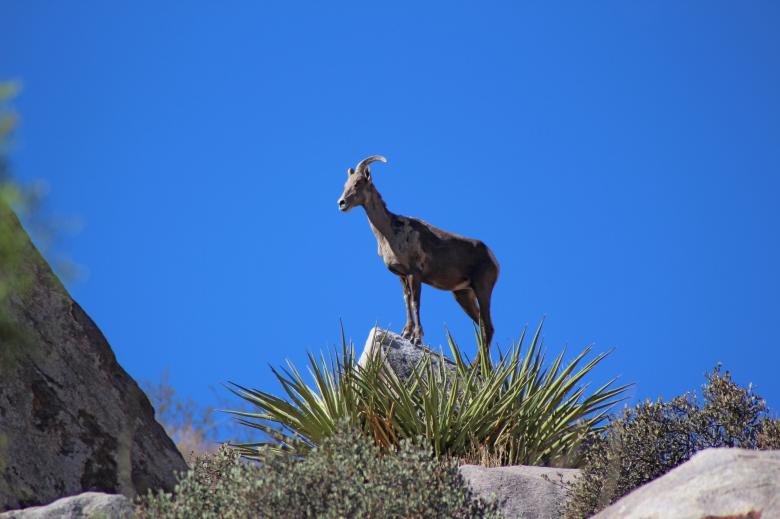 Free stock image of Desert Bighorn created by Pixabay