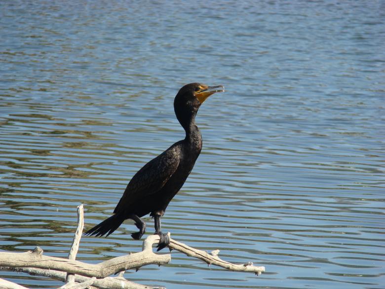 Free stock image of Double Crested Cormorant created by Pixabay