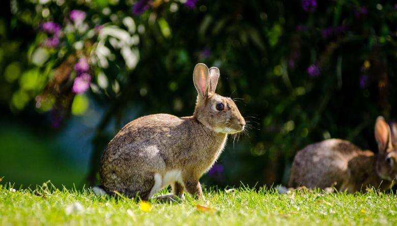 Free stock image of European Rabbit created by Pixabay