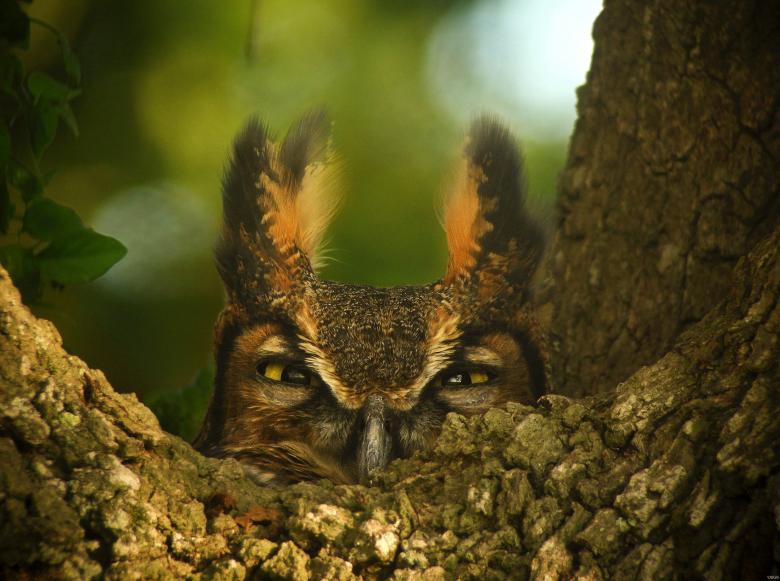 Free stock image of Great Horned Owl created by Pixabay
