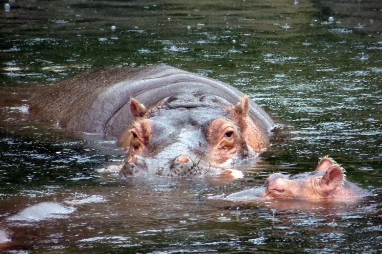 Free stock image of Hippo in the River created by Pixabay