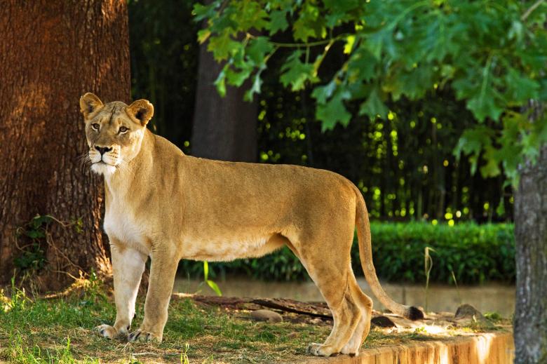 Free stock image of Wild Lioness created by Pixabay