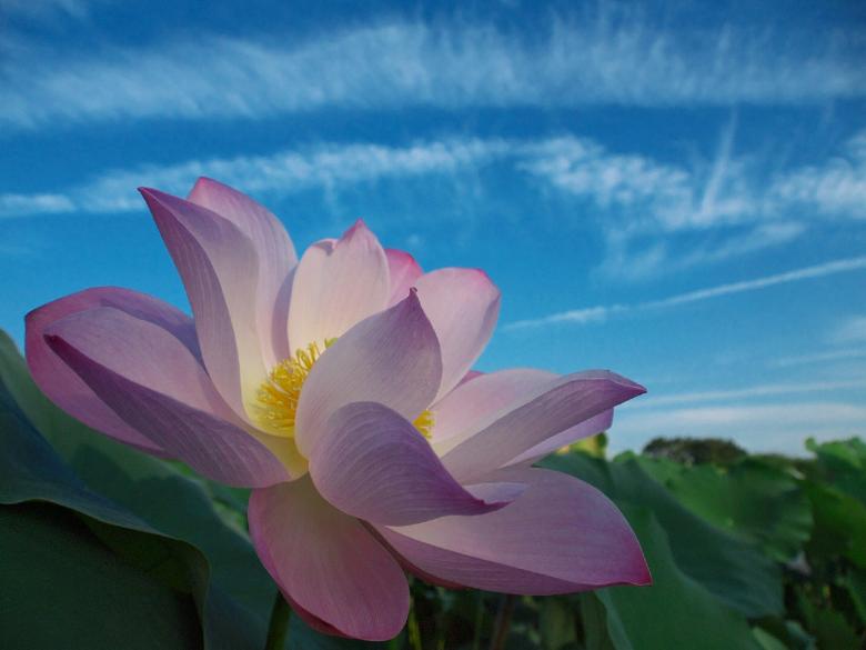 Free stock image of Fresh Lotus created by Pixabay