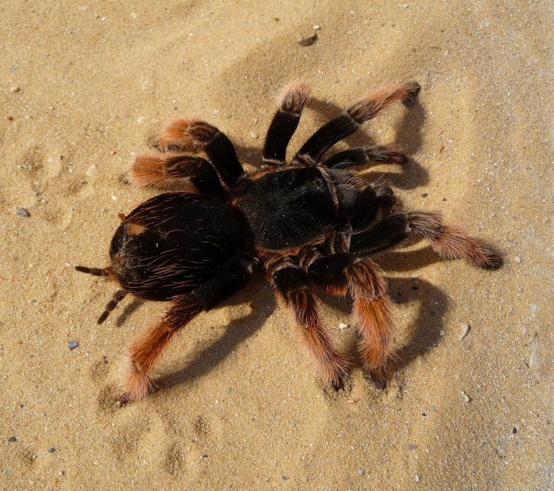 Free stock image of Mexican pink Tarantula created by Pixabay