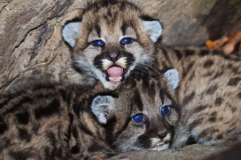 Free stock image of Mountain Lions created by Pixabay
