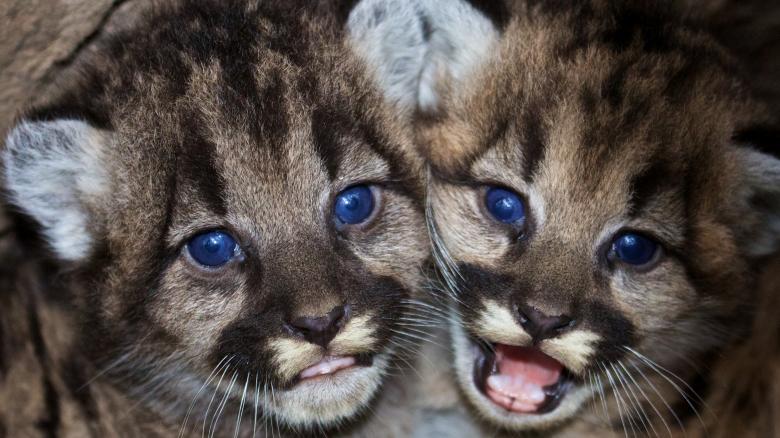 Free stock image of Mountain Lions created by Pixabay