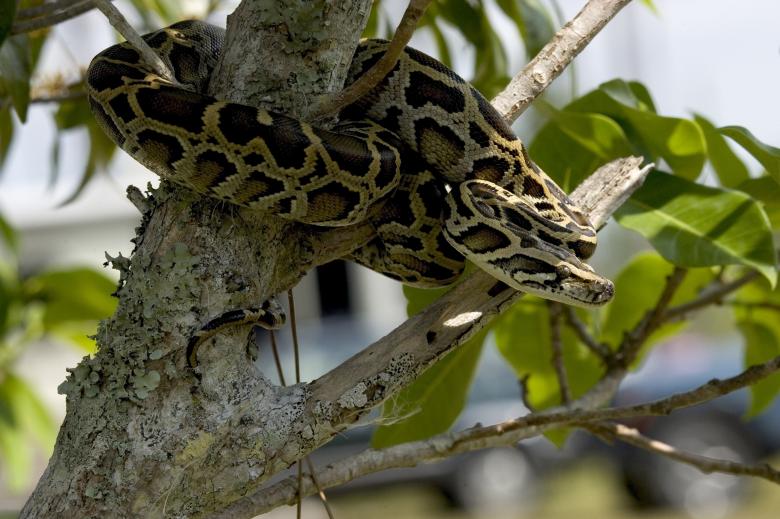 Free stock image of Python on the Tree created by Pixabay