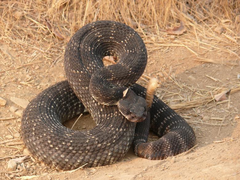 Free stock image of Rattlesnake created by Pixabay