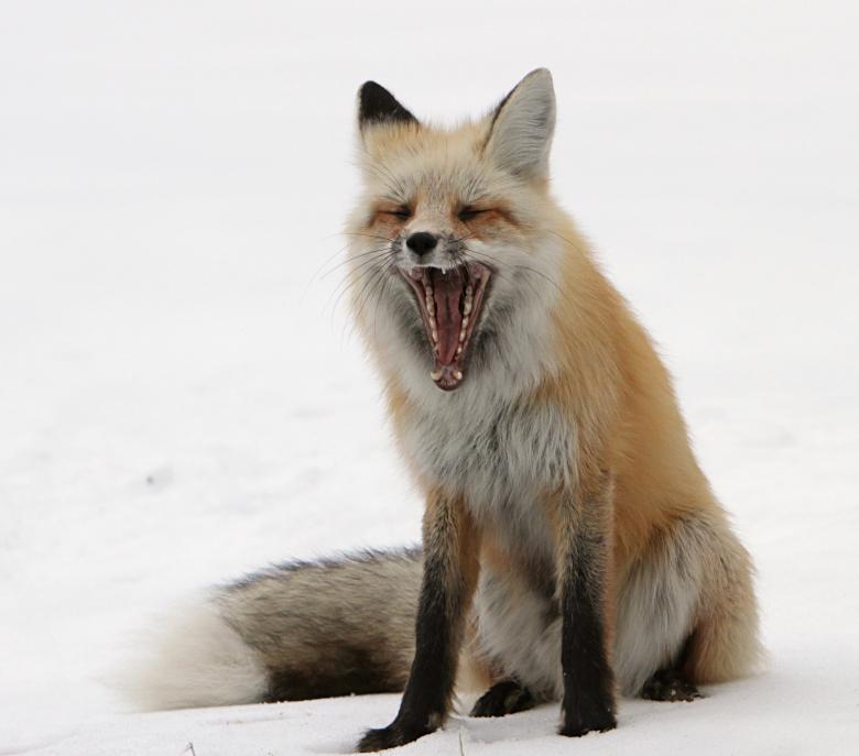 Free stock image of Red Fox created by Pixabay