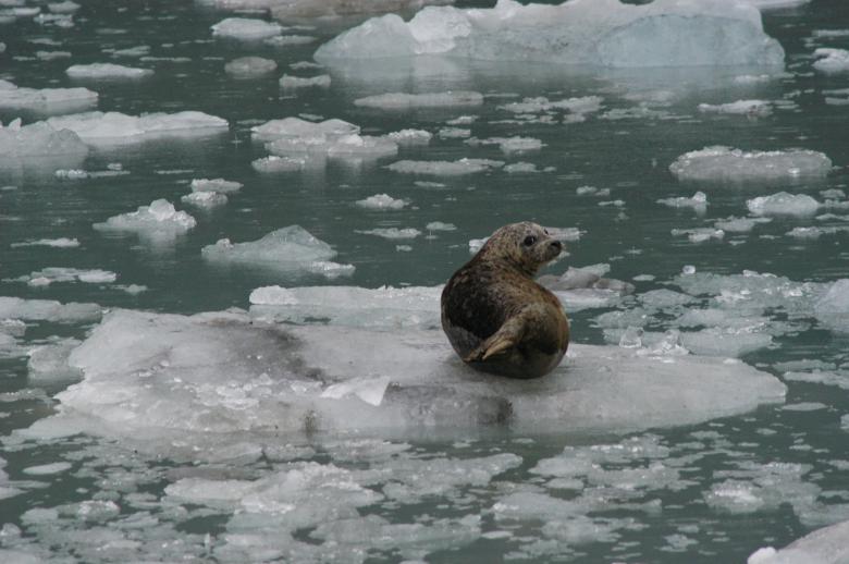 Free stock image of Seal on the Ice created by Pixabay