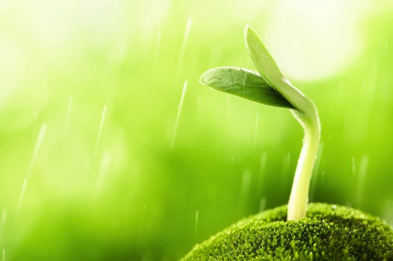 Free stock image of Sprout Growing created by Pixabay