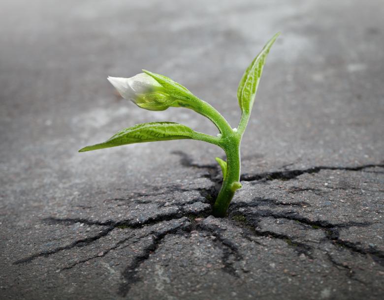 Free stock image of Sprout Growing created by Pixabay