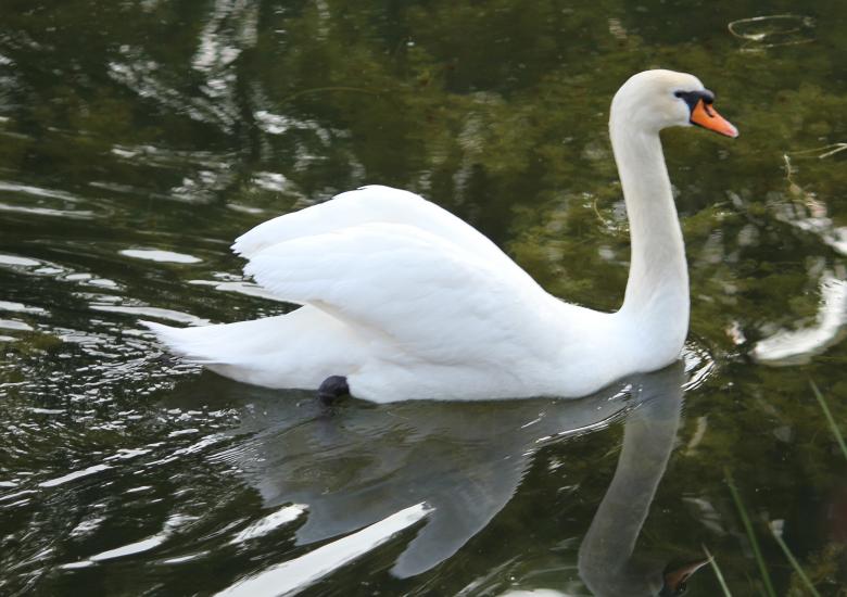 Free stock image of Swan in the River created by Pixabay