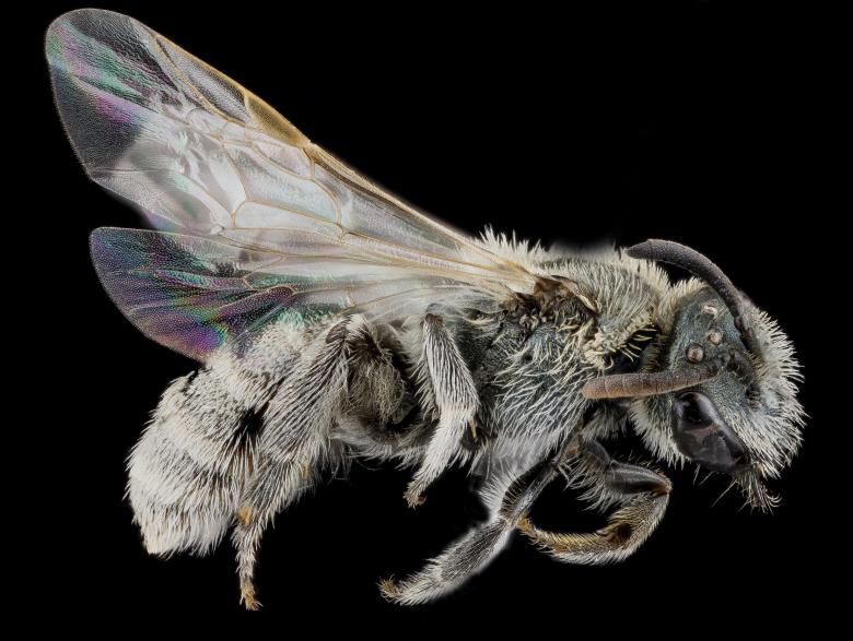 Free stock image of Sweat Bee created by Pixabay