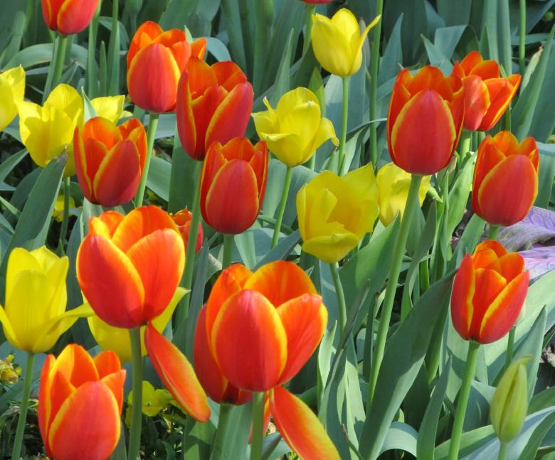 Free stock image of Fresh Tulips created by Pixabay