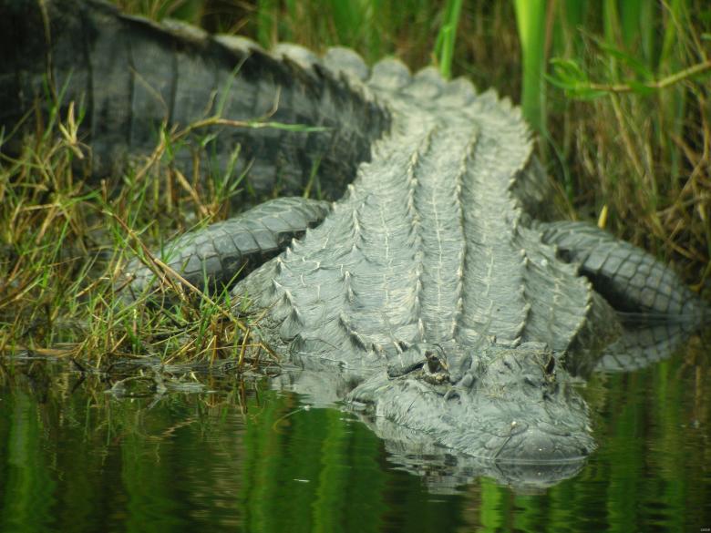 Free stock image of Saltwater Crocodile created by Pixabay