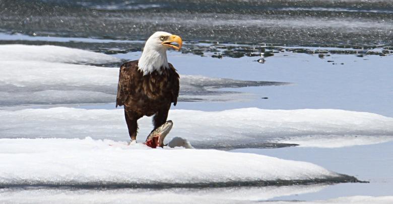 Free stock image of Bald Eagle Fishing created by Pixabay