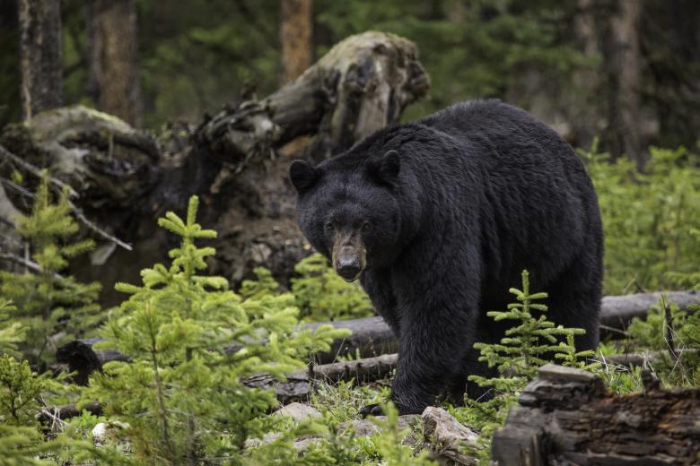 Free stock image of Black Bear created by Pixabay