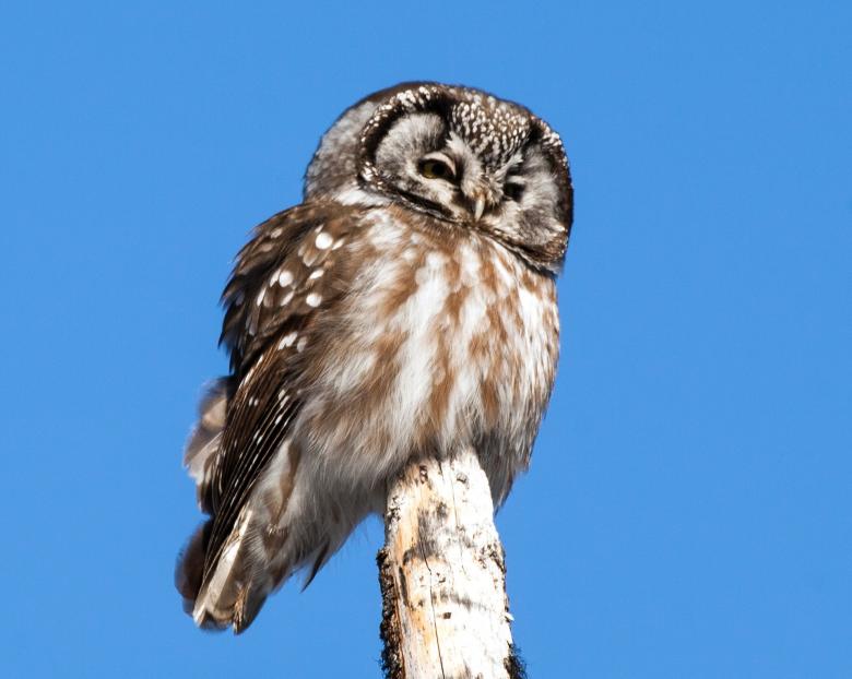 Free stock image of Boreal Owl created by Pixabay
