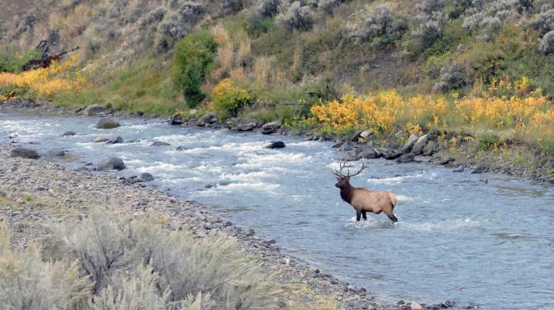 Free stock image of Bull Elk in the River created by Pixabay