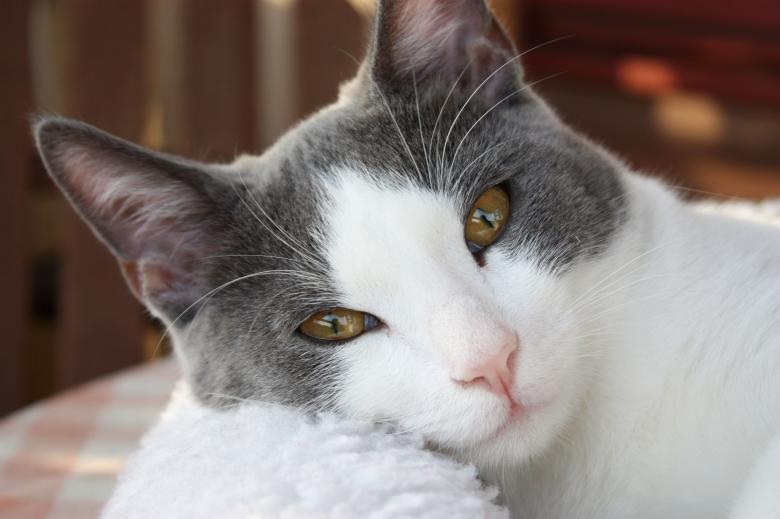 Free stock image of Pet Cat created by Pixabay
