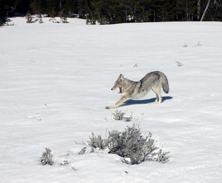Free stock image of Coyote in Winter created by Pixabay